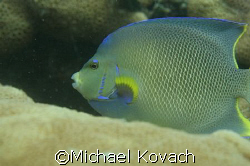 Queen Angel Fish on the inside reef at Lauderdale by the Sea by Michael Kovach 